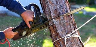 Best Arborist Consultation Services  in Bakersfield, CA