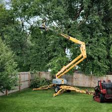 Best Fruit Tree Pruning  in Bakersfield, CA