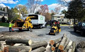 Best Tree Preservation Services  in Bakersfield, CA