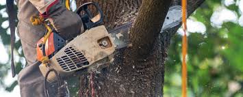 Reliable Bakersfield, CA Tree Care Solutions