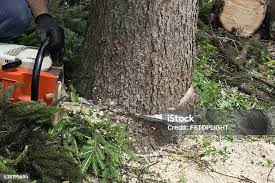 Best Hazardous Tree Removal  in Bakersfield, CA