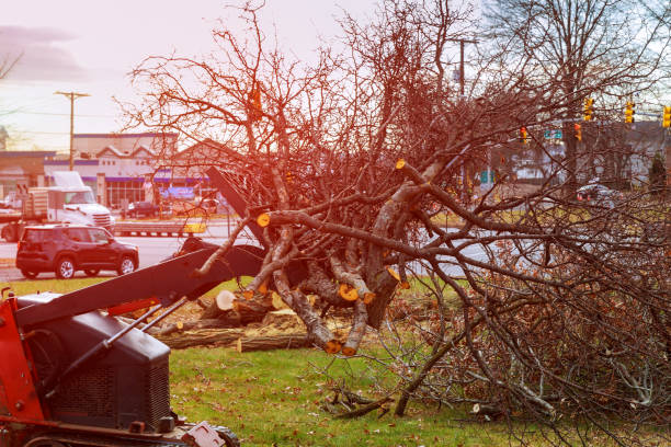 Best Tree Mulching  in Bakersfield, CA
