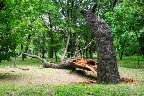 Best Tree Disease Treatment  in Bakersfield, CA