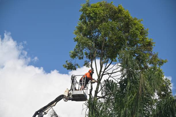 Best Weed Control  in Bakersfield, CA