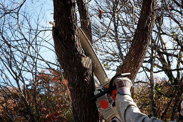 Best Tree Risk Assessment  in Bakersfield, CA
