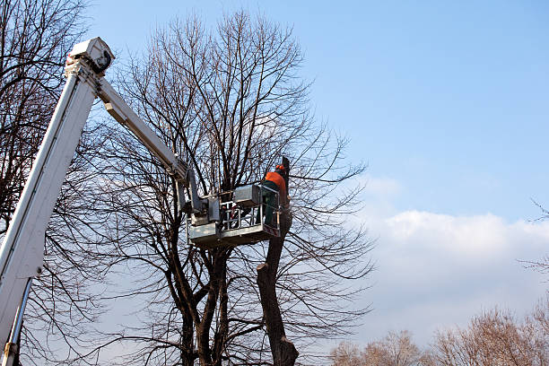 Best Leaf Removal  in Bakersfield, CA