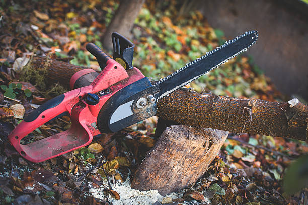 How Our Tree Care Process Works  in  Bakersfield, CA